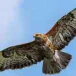 amur-falcons.jpg