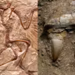 an-almost-complete-fossil-unearthed-in-china-reveals-a-150-million-year-old-bird-that-weighed-around.avif