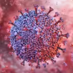an-animal-borne-virus-called-shamonda-which-normally-circulates-in-livestock-has-infected-and-killed.avif