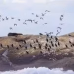 an-australian-wildlife-conservancy-bought-200-hectares-on-king-island-to-protect-threatened-species.avif