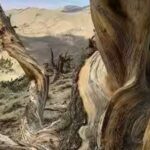 ancient-bristlecone-pine-forest-.jpg