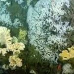 ancient-glass-sponge-reefs-thrive-beneath-the-cold-waters-off-british-columbias-pacific-coast.jpg