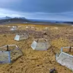antarctica-has-only-2-native-flowering-plants-after-7-years-of-warming-one-slowed-photosynthesis-whi.avif