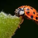 asian-lady-beetles.jpg