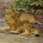 asiatic-lions.jpg