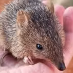 australia-released-80-golden-bandicoots-into-a-predator-free-sanctuary-25-years-later-their-populati.avif