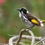 australias-critically-endangered-regent-honeyeaters-learned-their-traditional-song-which-has-vanishe.avif