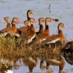 black-bellied-whistling-ducks-now-breed-in-90-of-texas-counties-how-the-tropical-species-spread-acro.avif