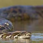 burmese-python.jpg