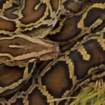 burmese-python-males-undergo-a-dramatic-seasonal-hormone-shift-before-breeding-scientists-tracked-te.avif