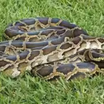 burmese-pythons-and-invasive-plants-are-reshaping-the-everglades-some-native-mammals-have-declined-b.avif