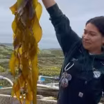 california-scientists-grew-kelp-in-a-lab-at-74000-spores-per-millilitre-they-are-now-planting-the-yo.avif