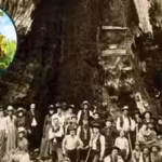 californias-bennett-juniper-is-estimated-to-be-3000-to-4000-years-old-the-worlds-largest-known-junip.avif