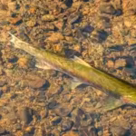 californias-mendocino-rivers-witnessed-a-record-30000-endangered-coho-salmon-a-decade-ago-some-runs.avif