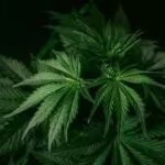 cannabis.jpg