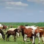 cattles.jpg