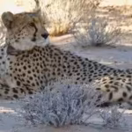 cheetahs-disappeared-from-zambias-greater-luangwa-for-nearly-30-years-six-are-back-as-conservationis.avif