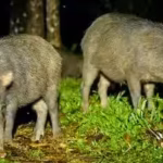 costa-rica-releases-13-white-lipped-peccaries-after-an-18-year-absence-the-animals-disperse-seeds-fr.avif