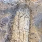 crews-digging-12-feet-below-a-california-infrastructure-project-uncovered-40-to-45-million-year-old.avif