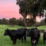 critter-creek-farm-sanctuary-.jpg