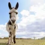 donkeys.jpg