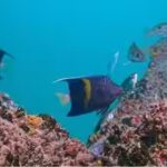 dubai-reef.jpg