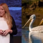 during-her-flight-of-the-swans-expedition-sacha-dench-crossed-11-countries-raising-awareness-about-l.avif