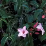 during-world-war-ii-australia-cultivated-an-invasive-madagascar-vine-for-rubber-it-later-became-one.avif