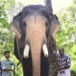 elephant.jpg