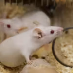 experiments-in-mice-found-that-declining-cma-affects-senescent-cells-and-the-macrophages-that-clear.avif