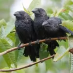 farmers-brought-this-bird-to-the-galapagos-to-control-cattle-ticks-after-one-el-nino-thousands-of-th.avif