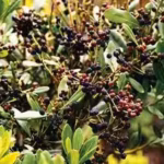 faya-was-brought-to-hawaii-for-its-berries-and-later-used-in-reforestation-by-1937-it-was-considered.avif