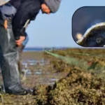 florida-restored-a-degraded-oyster-reef-in-2018-density-rose-to-91-per-sq-m-in-six-months-and-244-by.avif