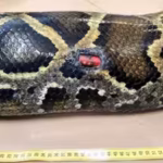 florida-scientists-tracked-142-invasive-burmese-pythons-for-20-years-and-found-that-all-four-expelle.avif