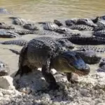floridas-alligators-create-deep-water-ponds-during-dry-seasons-these-predators-help-other-animals-su.avif