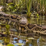 floridas-burmese-pythons-are-carrying-three-previously-unknown-rna-viruses-scientists-are-investigat.avif