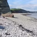 fossil-jaw-found-on-welsh-beach-helped-scientists-solve-a-nearly-200-year-mystery-about-ancient-fish.avif