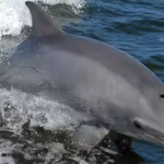 france-paid-people-to-kill-mediterranean-dolphins-in-1865-to-protect-fisheries-a-study-calls-it-the.avif