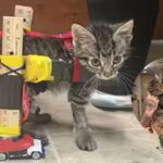 gelatos-unusual-toy-car-wheelchair-caught-the-internets-attention.jpg
