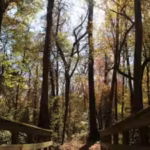 georgia-has-begun-a-10-year-restoration-of-132-acres-at-towaliga-preserve-using-a-data-centre-partne.avif