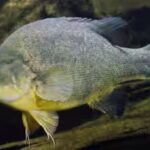 golden-perch-macquaria-ambigua.jpg