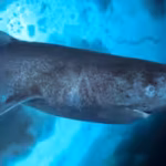 greenland-fishers-propose-45-bounty-per-heart-to-cull-1000-sharks-that-can-live-400-years-then-the-p.avif