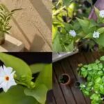 grow-parijat-in-a-pot-on-a-small-balcony.jpg