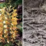 hawaii-introduced-himalayan-ginger-as-an-ornamental-in-the-1940s-the-seven-foot-plant-now-forms-dens.avif