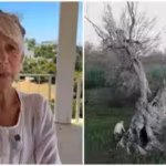 helen-mirren-81-is-campaigning-to-protect-italys-ancient-olive-trees-from-xylella-fastidiosa-which-h.avif