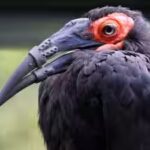 hornbill-with-broken-beak-gets-3d-printed-beak.jpg
