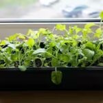 how-to-grow-spinach-indoors.jpg