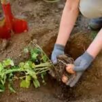 how-to-plant-potatoes-in-fall.jpg