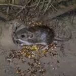in-1993-californias-pocket-mouse-was-rediscovered-33-years-later-530-have-been-reintroduced.jpg