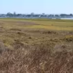 in-2011-california-completed-a-300-acre-restoration-of-former-san-diego-salt-ponds-image-credit-scwr.avif